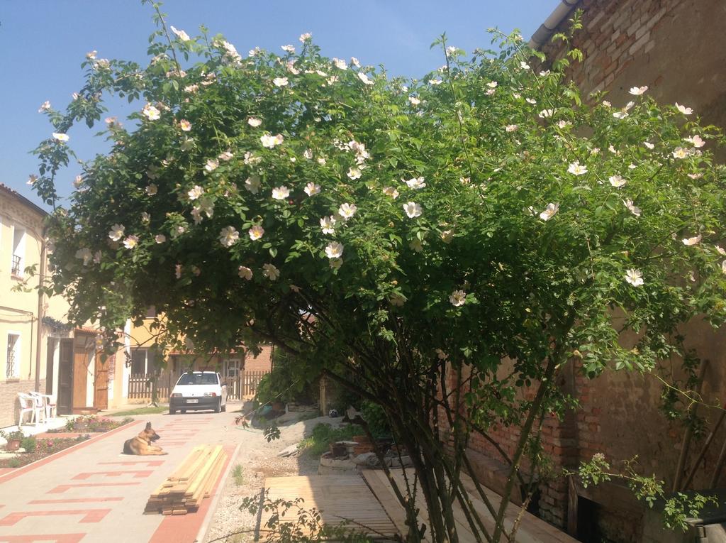 B&B Ciliegio Felice Molinella Dış mekan fotoğraf
